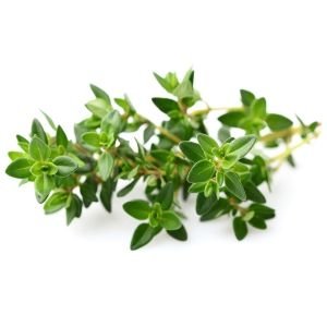Fransız yaz kekiği tohumu aromatik kekik thymus vulgaris french summer thyme seeds