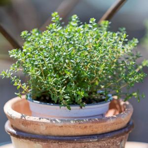 Fransız yaz kekiği tohumu aromatik kekik thymus vulgaris french summer thyme seeds
