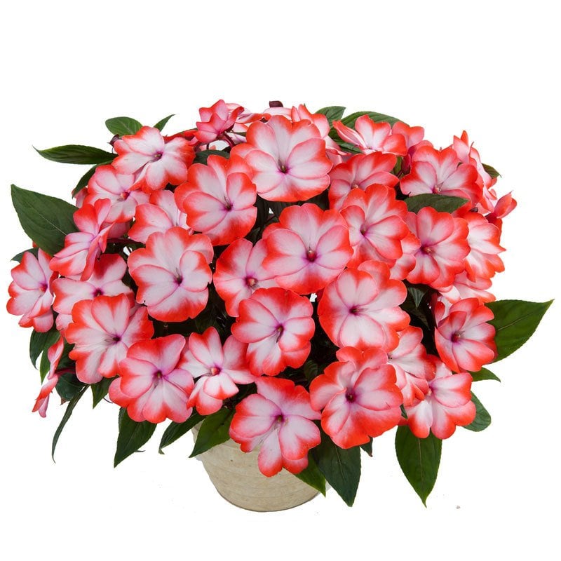 Halo scarlet yeni gine çiçeği fidesi magnifico impatiens
