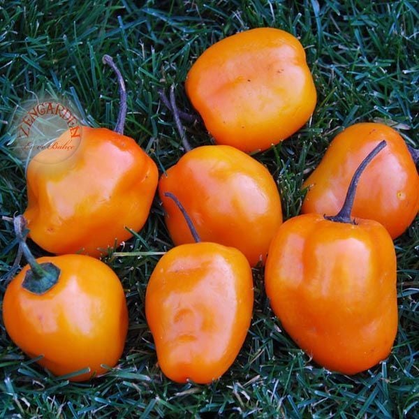 Manzano acı biber tohumu geleneksel chili pepper