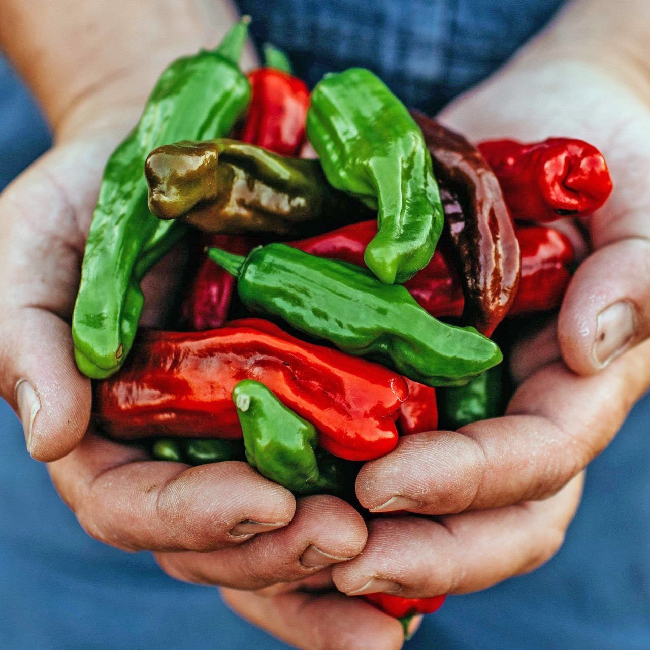 Pepperoncini acı biber tohumu geleneksel italyan