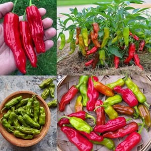 Pepperoncini acı biber tohumu geleneksel italyan