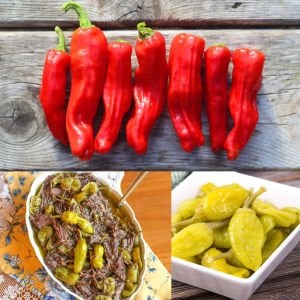 Pepperoncini acı biber tohumu geleneksel italyan