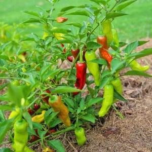 Pepperoncini acı biber tohumu geleneksel italyan