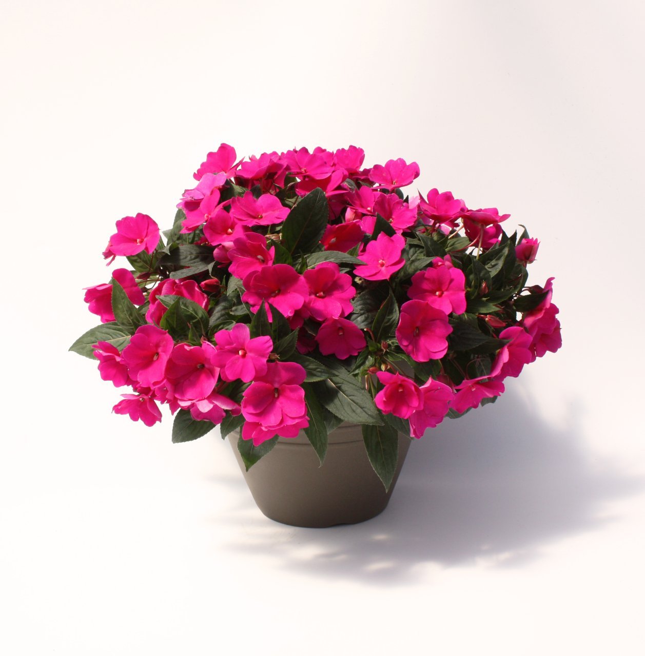 Hot pink yeni gine çiçeği fidesi magnifico impatiens