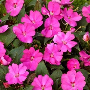 Hot pink yeni gine çiçeği fidesi magnifico impatiens