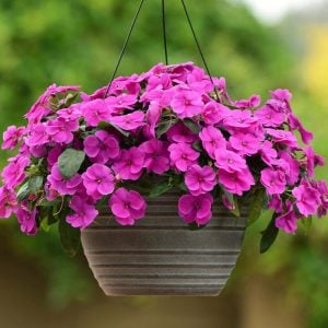 Hot pink yeni gine çiçeği fidesi magnifico impatiens