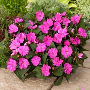 Hot pink yeni gine çiçeği fidesi magnifico impatiens