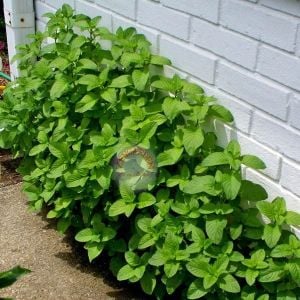 Şifalı yeşil nane tohumu greenmint mentha viridis