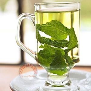 Şifalı yeşil nane tohumu greenmint mentha viridis