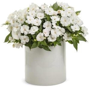 Beyaz yeni gine çiçeği fidesi magnifico impatiens