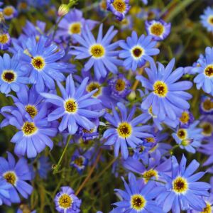 Mavi brachycome tohumu iberidifolia blue splendour swanriver daisy