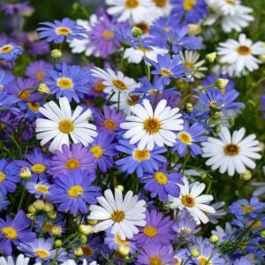 Mavi brachycome tohumu iberidifolia blue splendour swanriver daisy