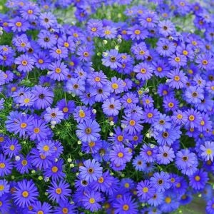 Mavi brachycome tohumu iberidifolia blue splendour swanriver daisy