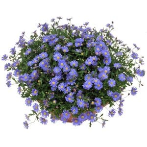 Mavi brachyscome tohumu iberidifolia blue splendour swanriver daisy