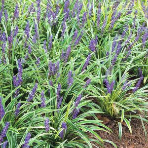 Liriope muscari variegata fidesi alacalı çim zambağı