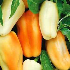 Diamond dolmalık biber tohumu diamond bell pepper