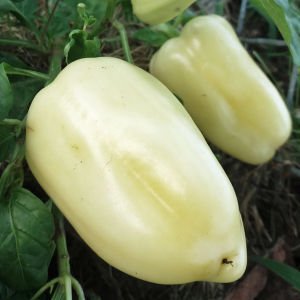 Diamond dolmalık biber tohumu diamond bell pepper