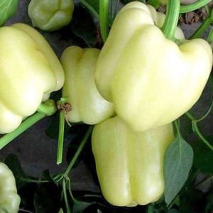Diamond dolmalık biber tohumu diamond bell pepper