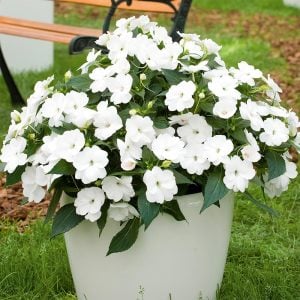Beyaz yeni gine çiçeği fidesi magnifico impatiens