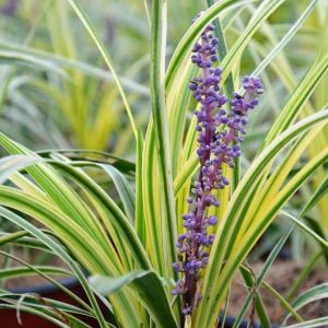 Liriope muscari variegata fidesi alacalı çim zambağı