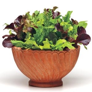 Atalık 12 tür marul tohumu salata karışımı
