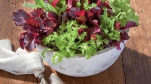 Atalık 12 tür marul tohumu salata karışımı