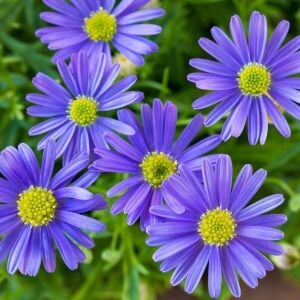Mavi brachycome tohumu iberidifolia blue splendour swanriver daisy