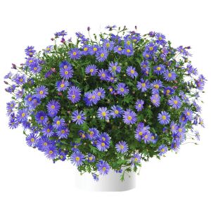Mavi brachycome tohumu iberidifolia blue splendour swanriver daisy