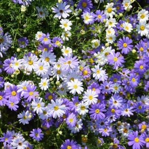 Mavi brachycome tohumu iberidifolia blue splendour swanriver daisy