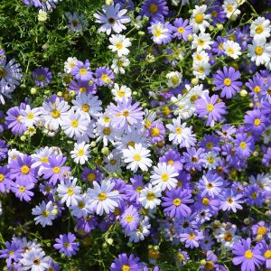 Mavi brachyscome tohumu iberidifolia blue splendour swanriver daisy