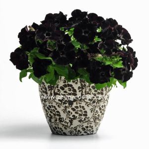 Siyah petunya fidesi pegasus patio back to black 1 fide