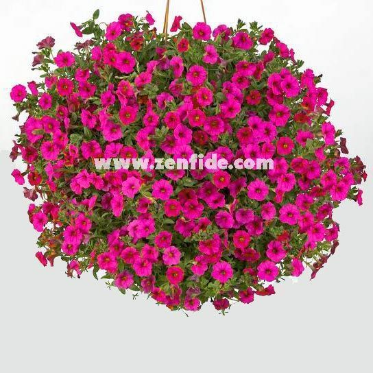 Fuşya kırmızı calibrachoa fidesi sarkan calita compact rose