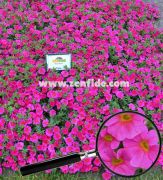 Fuşya kırmızı calibrachoa fidesi sarkan calita compact rose