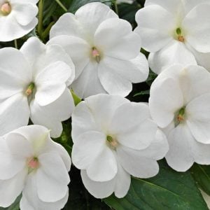 Beyaz yeni gine çiçeği fidesi magnifico impatiens