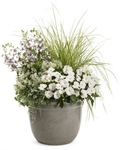 Beyaz yeni gine çiçeği fidesi magnifico impatiens