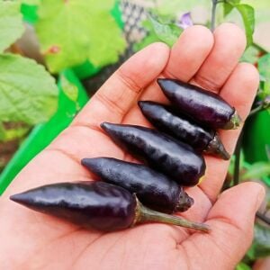 Siyah acı biber tohumu royal black chili pepper