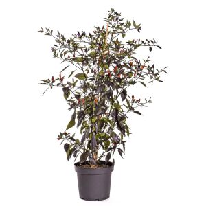Siyah acı biber tohumu royal black chili pepper