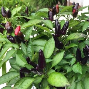 Siyah acı biber tohumu royal black chili pepper