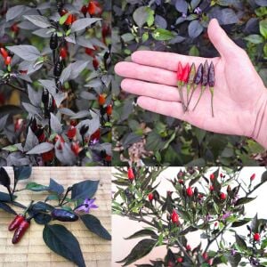 Siyah acı biber tohumu royal black chili pepper