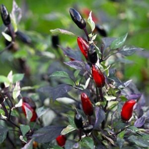 Siyah acı biber tohumu royal black chili pepper