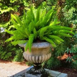 Tilki kuyruğu bitkisi kuşkonmaz aparagus densiflorus foxtail