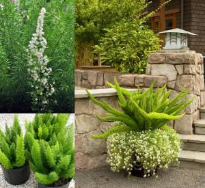Tilki kuyruğu bitkisi kuşkonmaz aparagus densiflorus foxtail