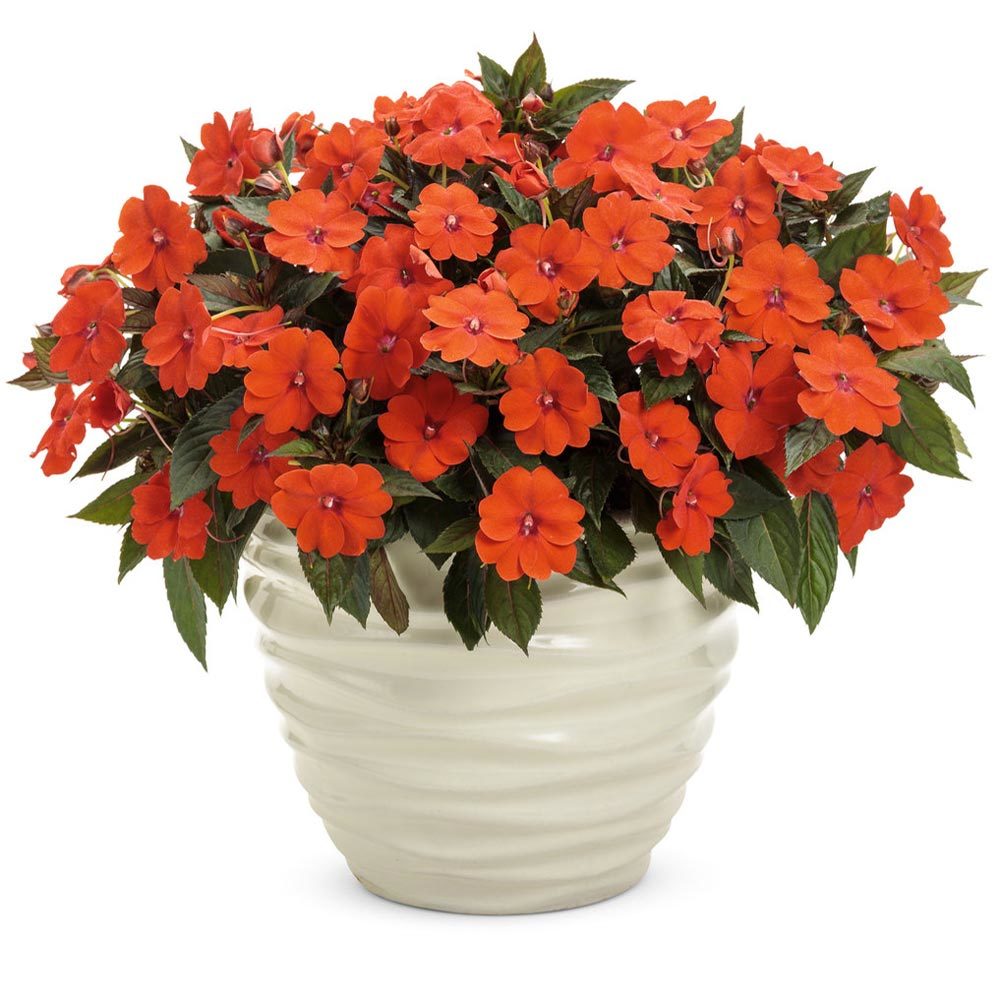 Turuncu kırmızı yeni gine çiçeği fidesi magnifico impatiens - 86,34 TL