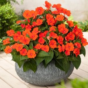 Turuncu kırmızı yeni gine çiçeği fidesi magnifico impatiens