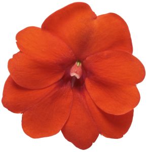 Turuncu kırmızı yeni gine çiçeği fidesi magnifico impatiens