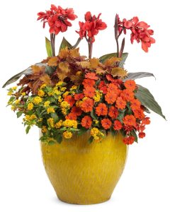 Turuncu kırmızı yeni gine çiçeği fidesi magnifico impatiens