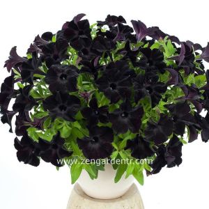 Siyah petunya fidesi pegasus patio back to black 3 fide