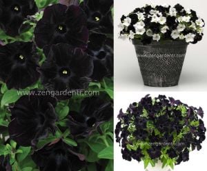 Siyah petunya fidesi pegasus patio back to black 3 fide