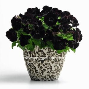 Siyah petunya fidesi pegasus patio back to black 3 fide